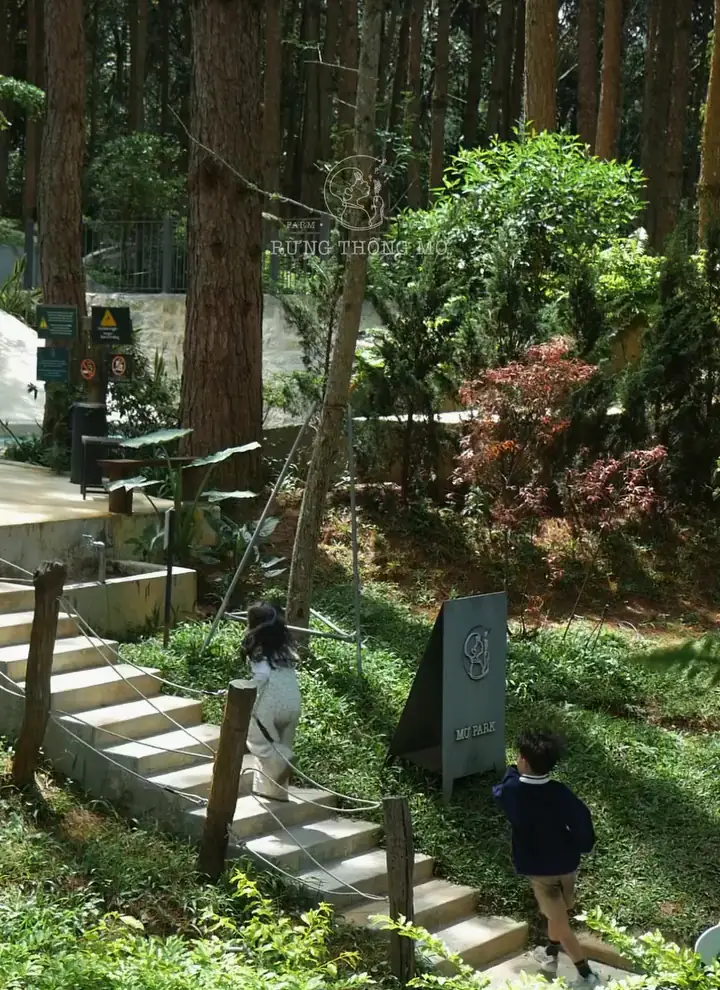 Mơ Park — a playground woven into a Đà Lạt pine forest